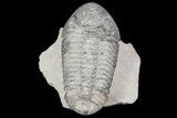 Drotops Trilobite With White Patina - Killer Specimen #76404-4